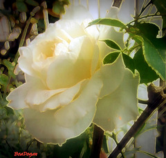 Una rosa bianca  per Franco Battiato