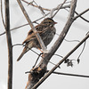 Day 2, Savannah Sparrow, South Texas