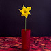 A Single Daffodil