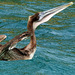 Brown Pelican, Tobago