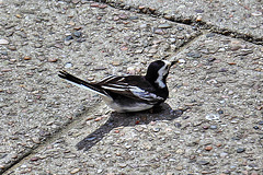 EOS 60D Unknown 11 28 12 0532 PiedWagtail dpp hdr