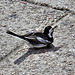 EOS 60D Unknown 11 28 12 0532 PiedWagtail dpp hdr