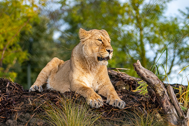 Lioness on her new hill