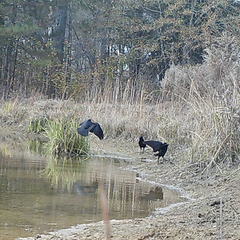 Crows playing beside a pond