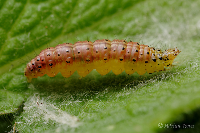 Mint Moth (Pyrausta aurata) larva