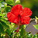 Red Hibiscus, Blue Waters Inn, Tobago