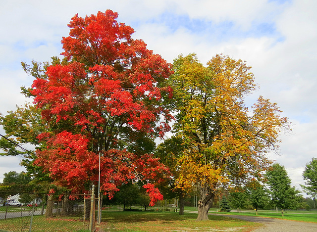 The true 'Red Maple' is aglow.