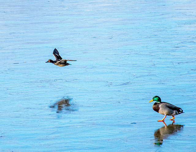Mallards, one flew and one walked across ice today
