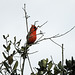 Day 2, Northern Cardinal male, South Texas