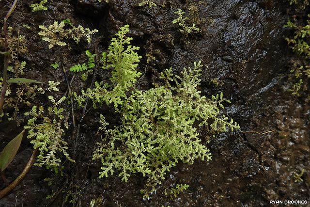 20191213-1249 Selaginella ciliaris (Retz.) Spring