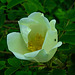 20200517 7489CPw [D~LIP] Bibernell-Rose (Rosa spinosissima), Blattlaus, UWZ, Bad Salzuflen