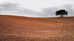 Moura, Lonely tree