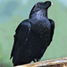 Portrait white necked raven