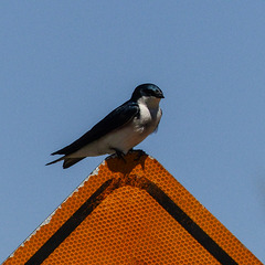 Tree Swallow on road sign