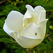 20200517 7490CPw [D~LIP] Bibernell-Rose (Rosa spinosissima), Blattlaus, UWZ, Bad Salzuflen