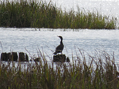Cormorant on Bluff Lake