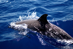 free dolphin