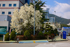 Spring blossom in Okpo