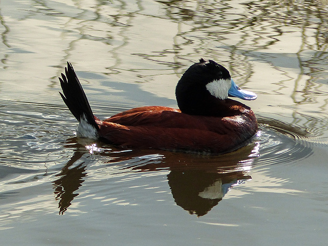 Ruddy Duck from the archives