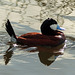 Ruddy Duck from the archives