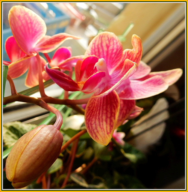 Phalaenopsis auf der Fensterbank 02
