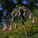 Nectaroscordium siculum (Allium bulgaricum)
