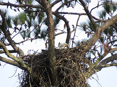 Bald eagle on nest