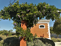 Very late flowering wistaria.
