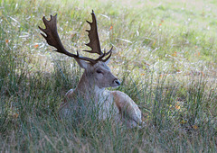 Fallow Stag