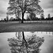 Tree reflections