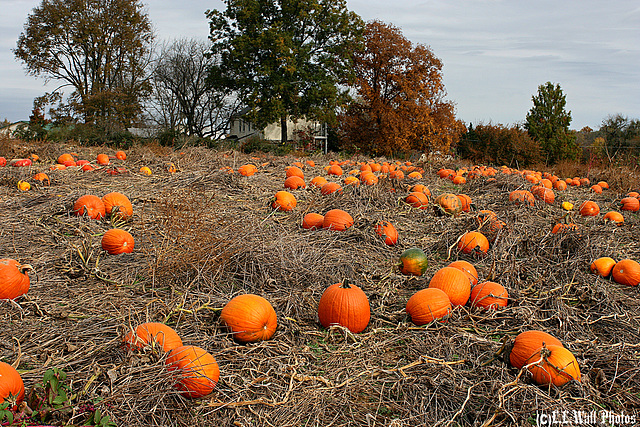 Maynes Farm, Pumpkins in Autumn