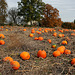 Maynes Farm, Pumpkins in Autumn