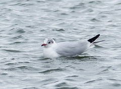 Seagull (1)