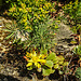 20200517 7494CPw [D~LIP] Zypressen-Wolfsmilch (Euphorbia cyparissias), Dickblatt (Crassula marnieriana), UWZ, Bad Salzuflen
