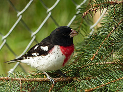 Rose-breasted Grosbeak from the archives