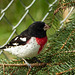 Rose-breasted Grosbeak from the archives