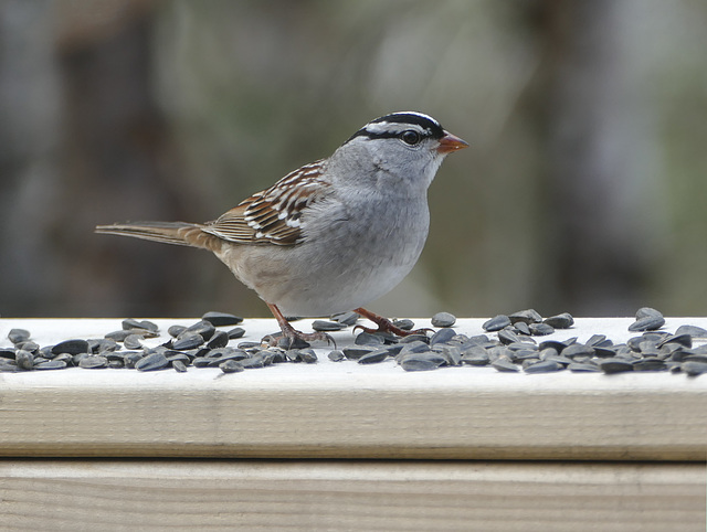 Day 10, White-crowned Sparrow