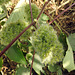 20191213-1296 Girardinia diversifolia (Link) Friis