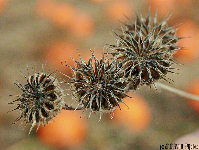 Weed Seedpods in a Pumpkin Field