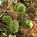 20191213-1297 Girardinia diversifolia (Link) Friis