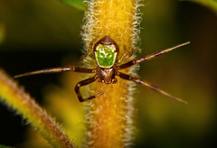 Das Männchen einer Dreieck Krabbenspinne (Ebrechtella tricuspidata) :))  The male of a triangle crab spider (Ebrechtella tricuspidata) :))  Le mâle d'une araignée-crabe triangulaire (Ebrechtella tricuspidata) :))