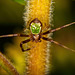 Das Männchen einer Dreieck Krabbenspinne (Ebrechtella tricuspidata) :))  The male of a triangle crab spider (Ebrechtella tricuspidata) :))  Le mâle d'une araignée-crabe triangulaire (Ebrechtella tricuspidata) :))