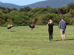 stalking emus