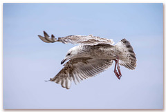 Seagull in  flight