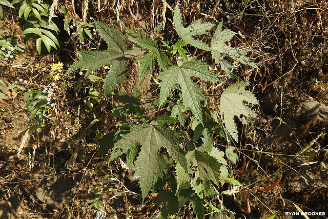 20191213-1328 Girardinia diversifolia (Link) Friis
