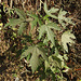 20191213-1328 Girardinia diversifolia (Link) Friis
