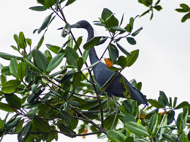 Little Blue Heron / Egretta caerulea, Caroni Swamp, Trinidad