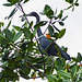 Little Blue Heron / Egretta caerulea, Caroni Swamp, Trinidad