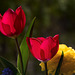 2 Tulpen