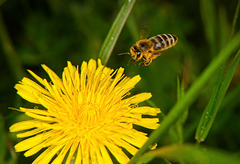Kommt ein Bienchen geflogen :))  A bee comes flying :))  Une abeille vient voler :))